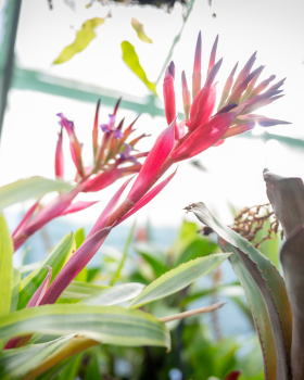 Funding boost for Liverpool’s hidden horticultural treasure